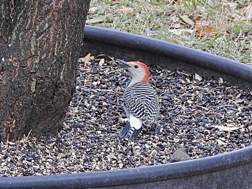 Red-bellied Woodpecker - ML383043541