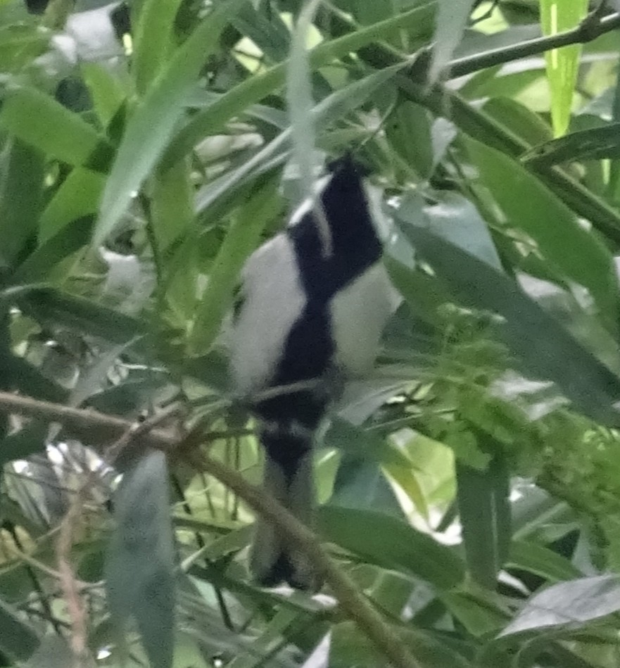 Cinereous Tit - Sakthi Chinnakannu