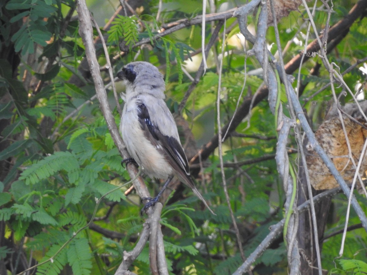 Great Gray Shrike - ML383044661