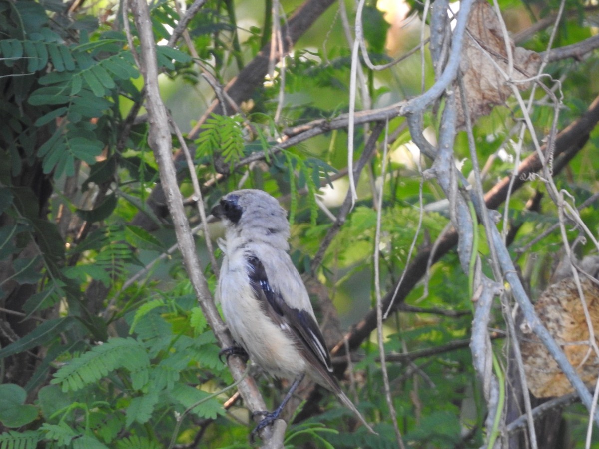 Great Gray Shrike - Sanggrram P