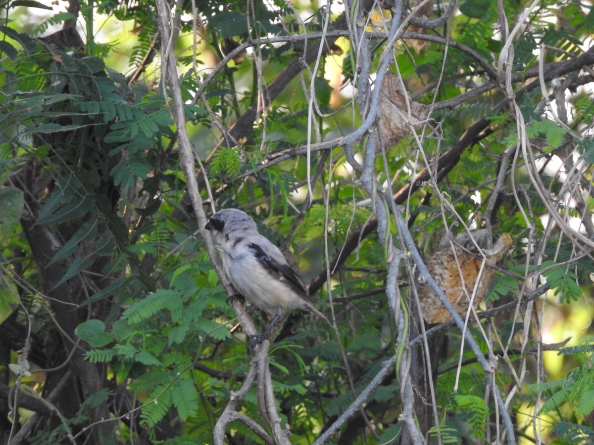 Great Gray Shrike - ML383044681