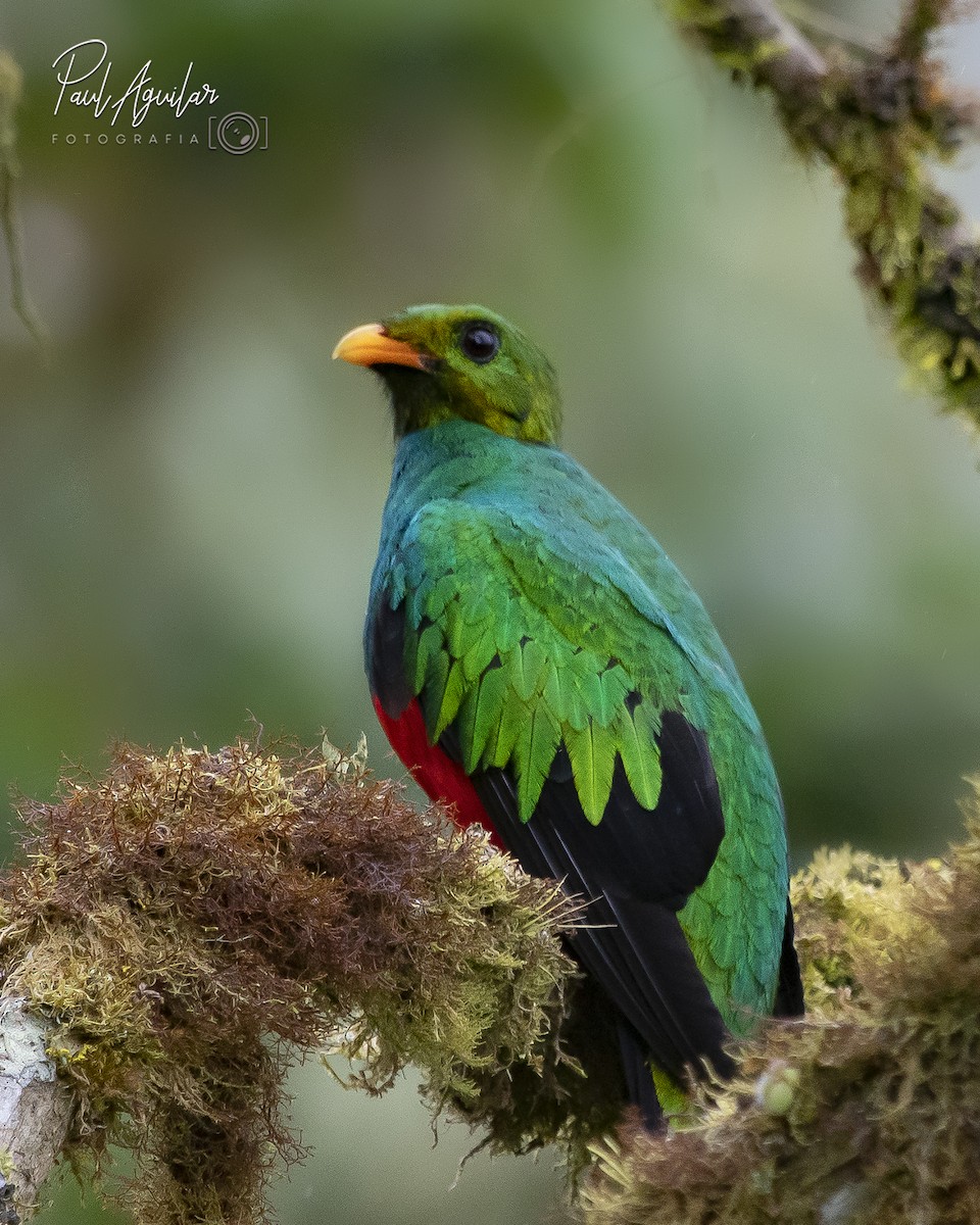 Quetzal Cabecidorado - ML383044701