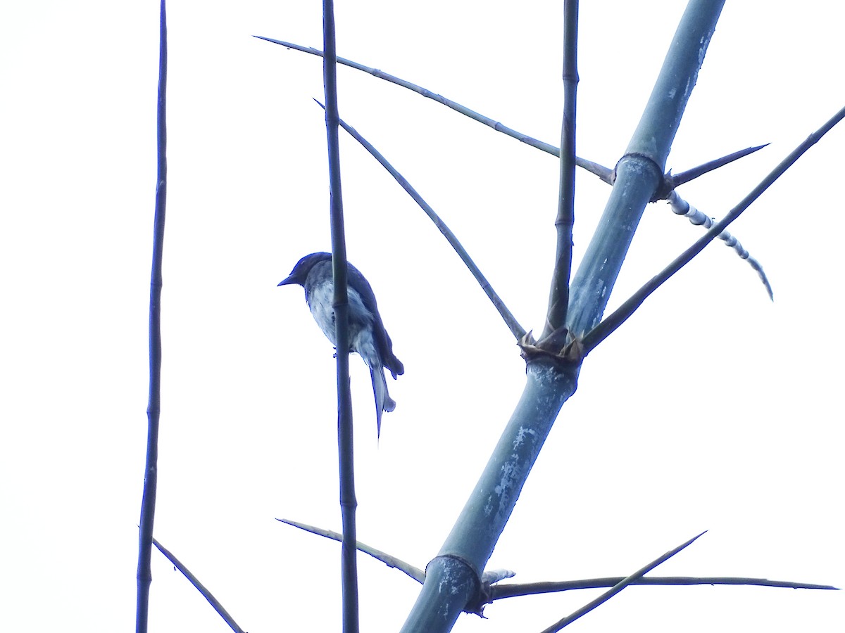 Drongo Ventriblanco - ML383044731