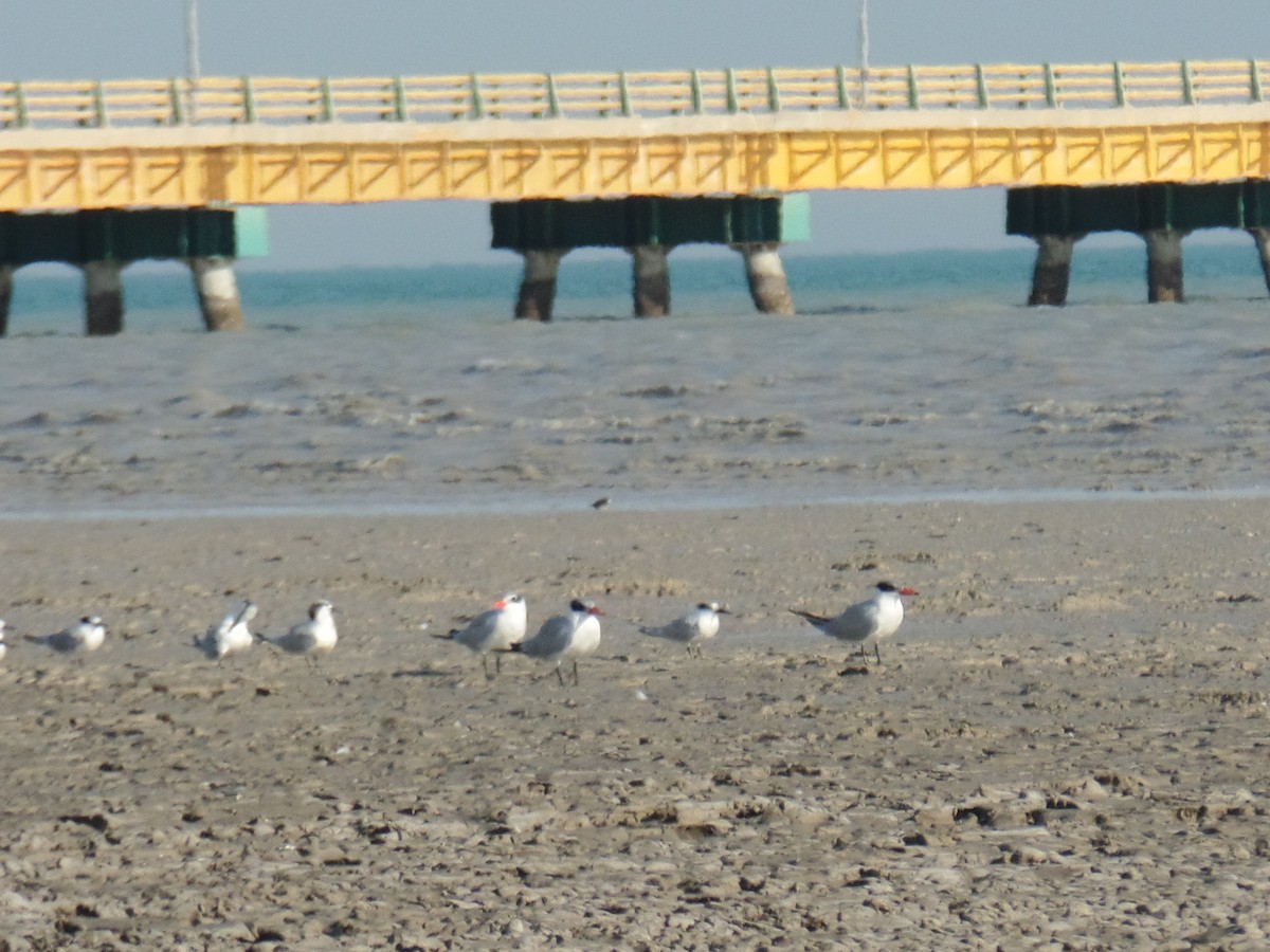 Caspian Tern - ahmad mohammadi ravesh