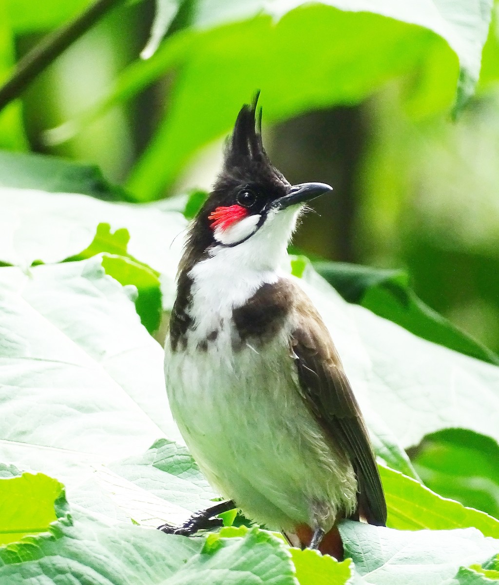 bulbul červenouchý - ML383044761