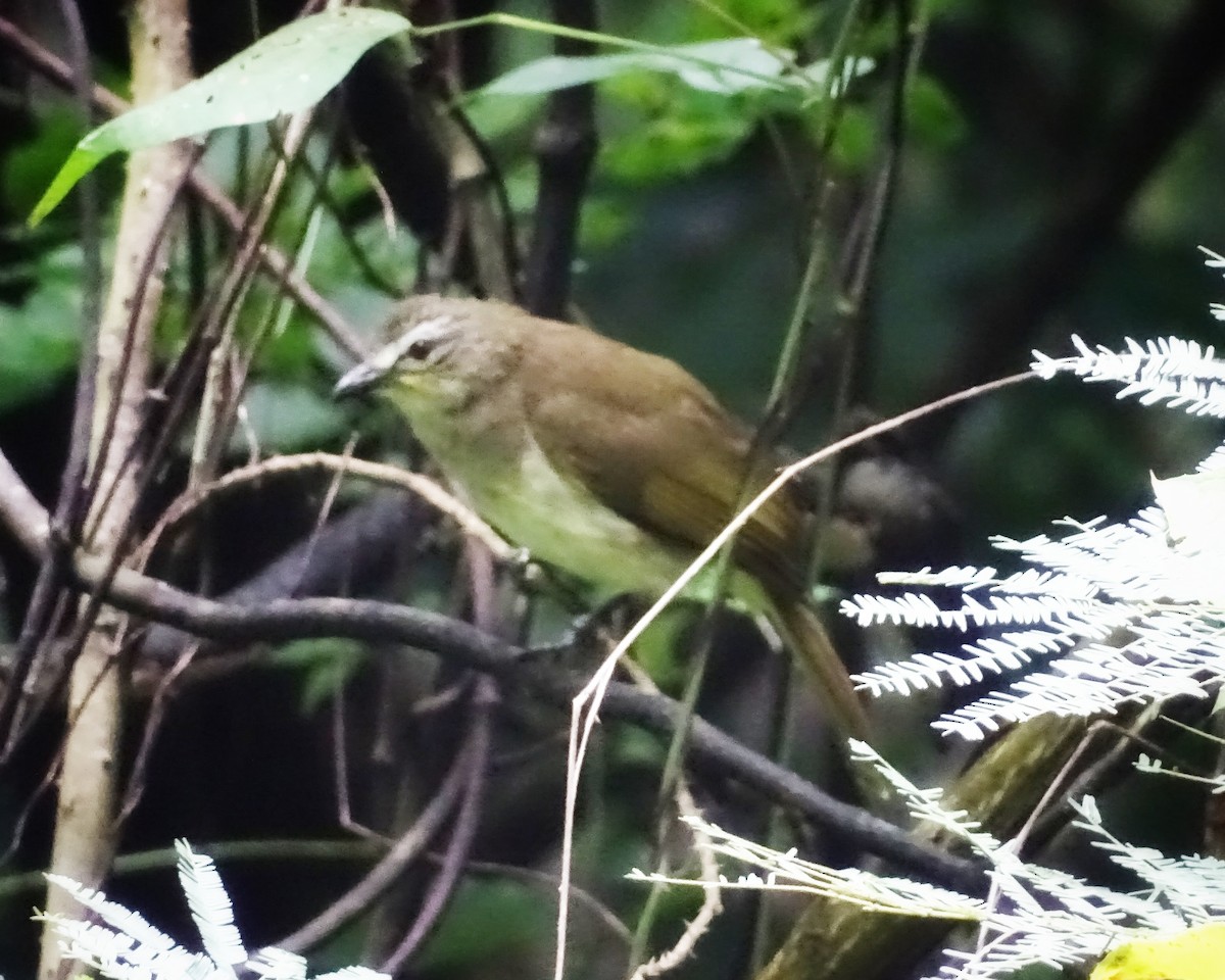 White-browed Bulbul - Sakthi Chinnakannu