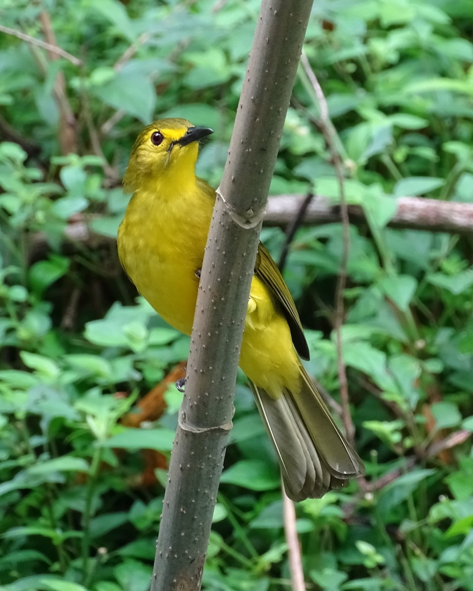 Yellow-browed Bulbul - Sakthi Chinnakannu