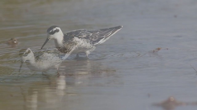 svømmesnipe - ML383044991