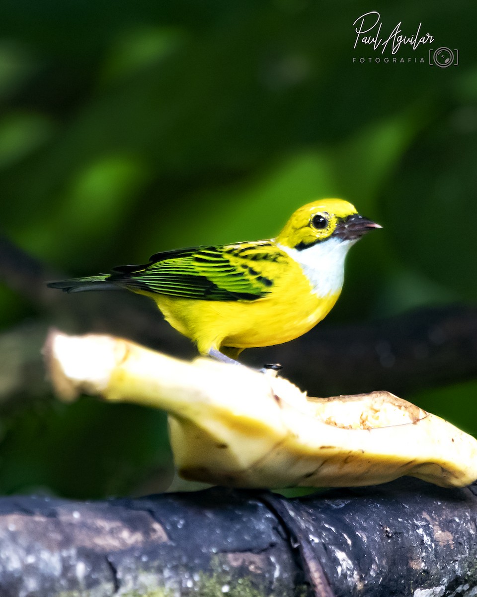 Silver-throated Tanager - ML383045321
