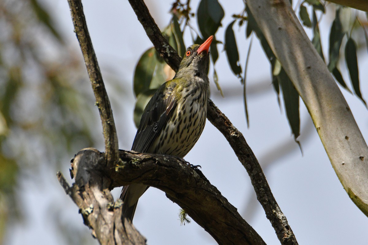 Olive-backed Oriole - ML383046921