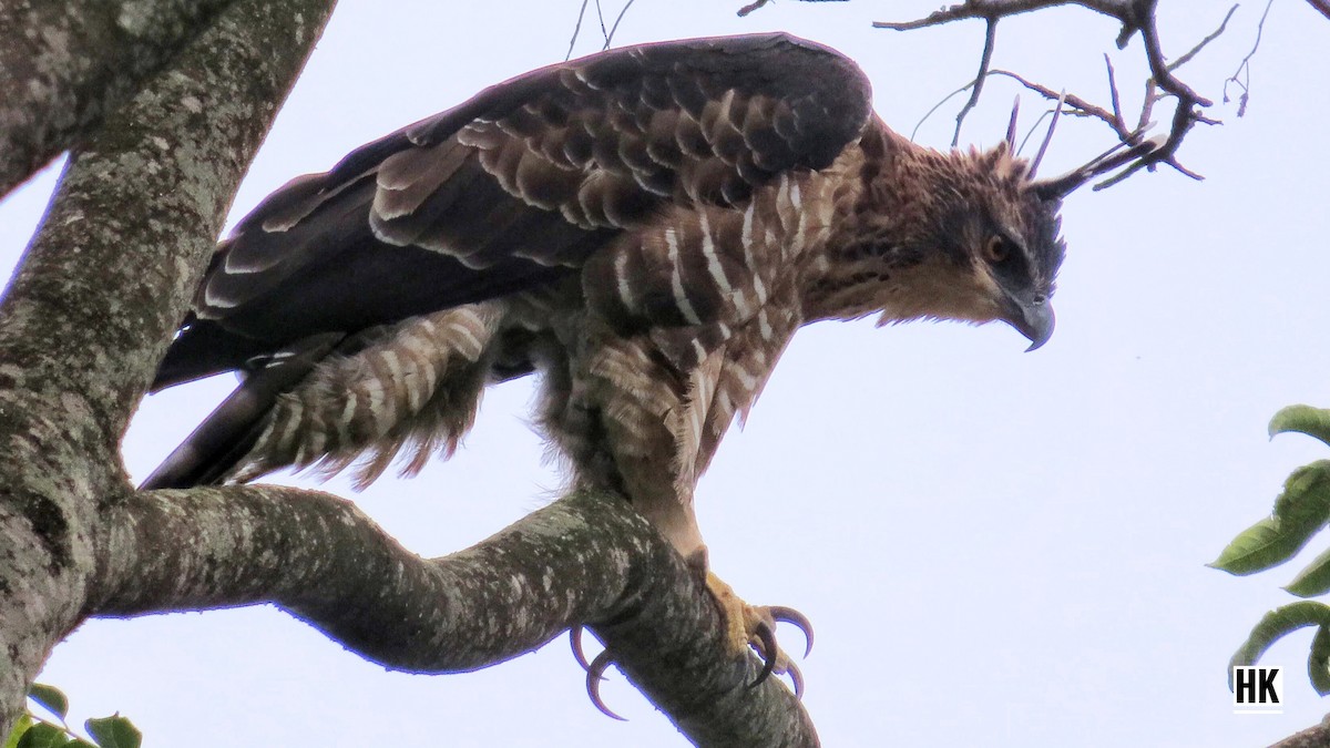 Legge's Hawk-Eagle - ML383047411