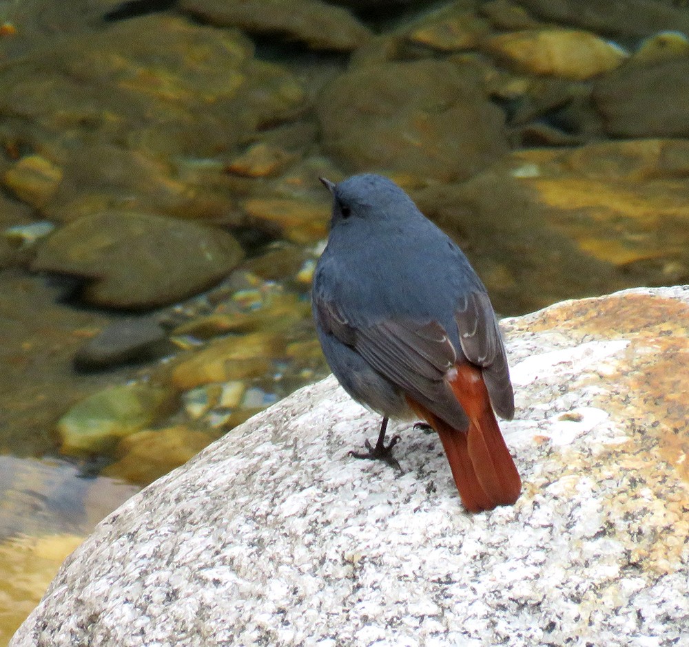 Plumbeous Redstart - ML383048161