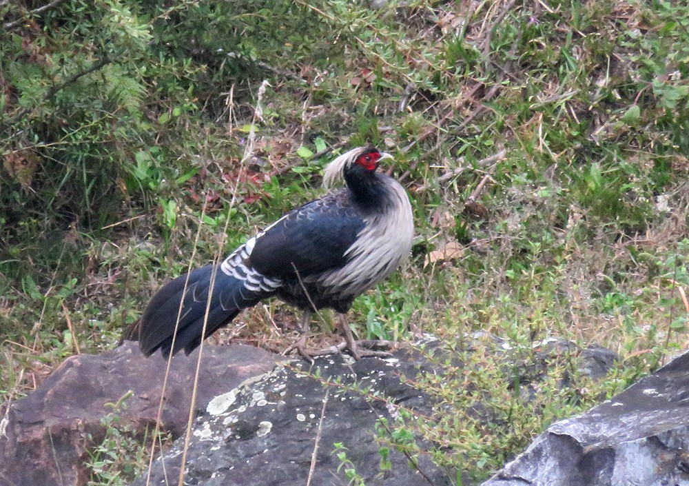 Kalij Pheasant - ML383048381