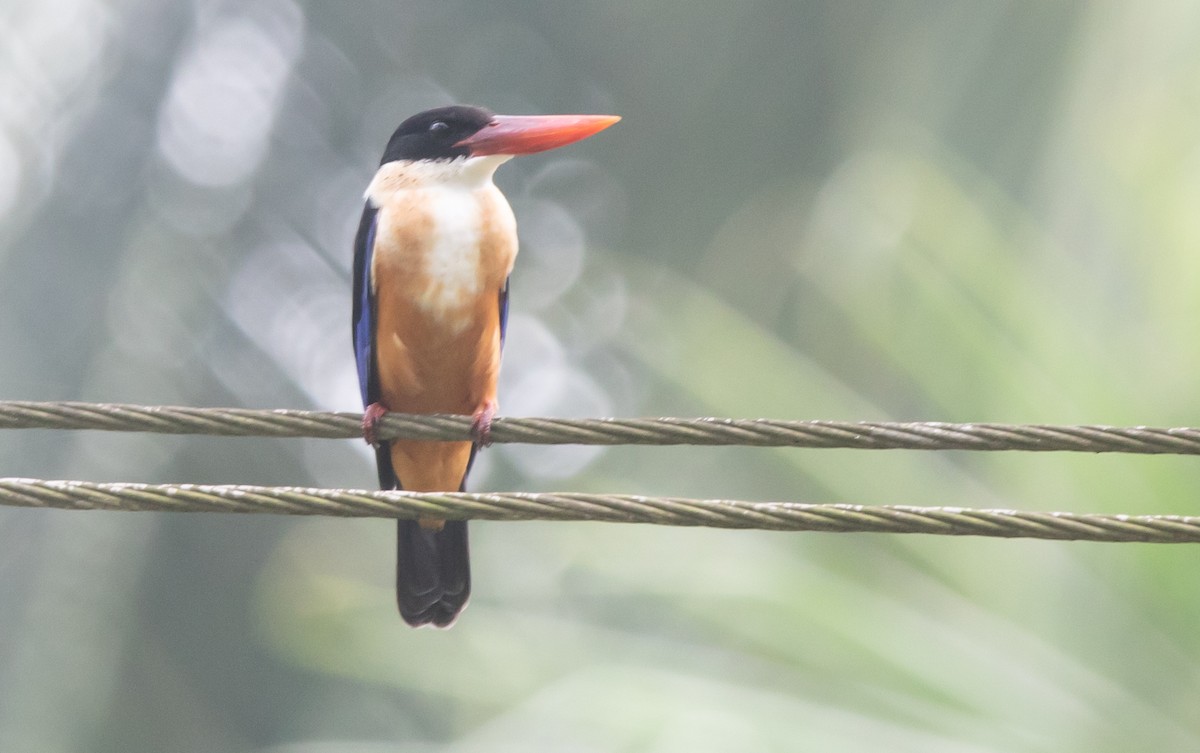 Black-capped Kingfisher - ML383048731