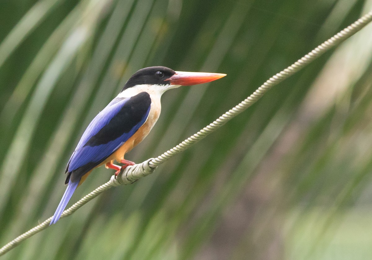 Black-capped Kingfisher - ML383048741
