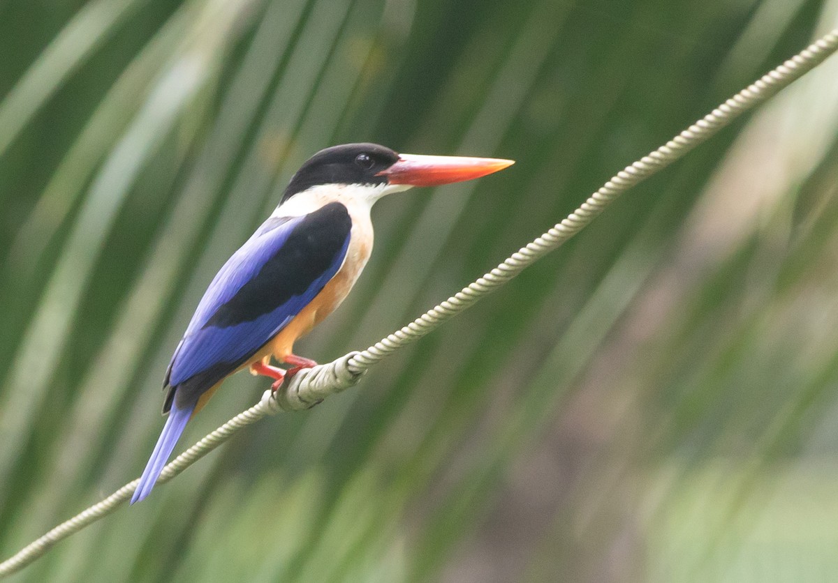 Black-capped Kingfisher - ML383048751
