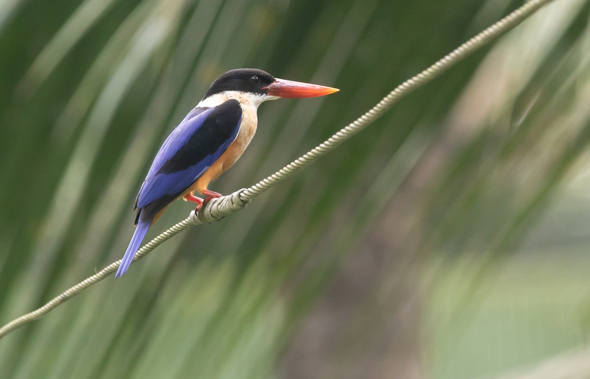 Black-capped Kingfisher - ML383048761