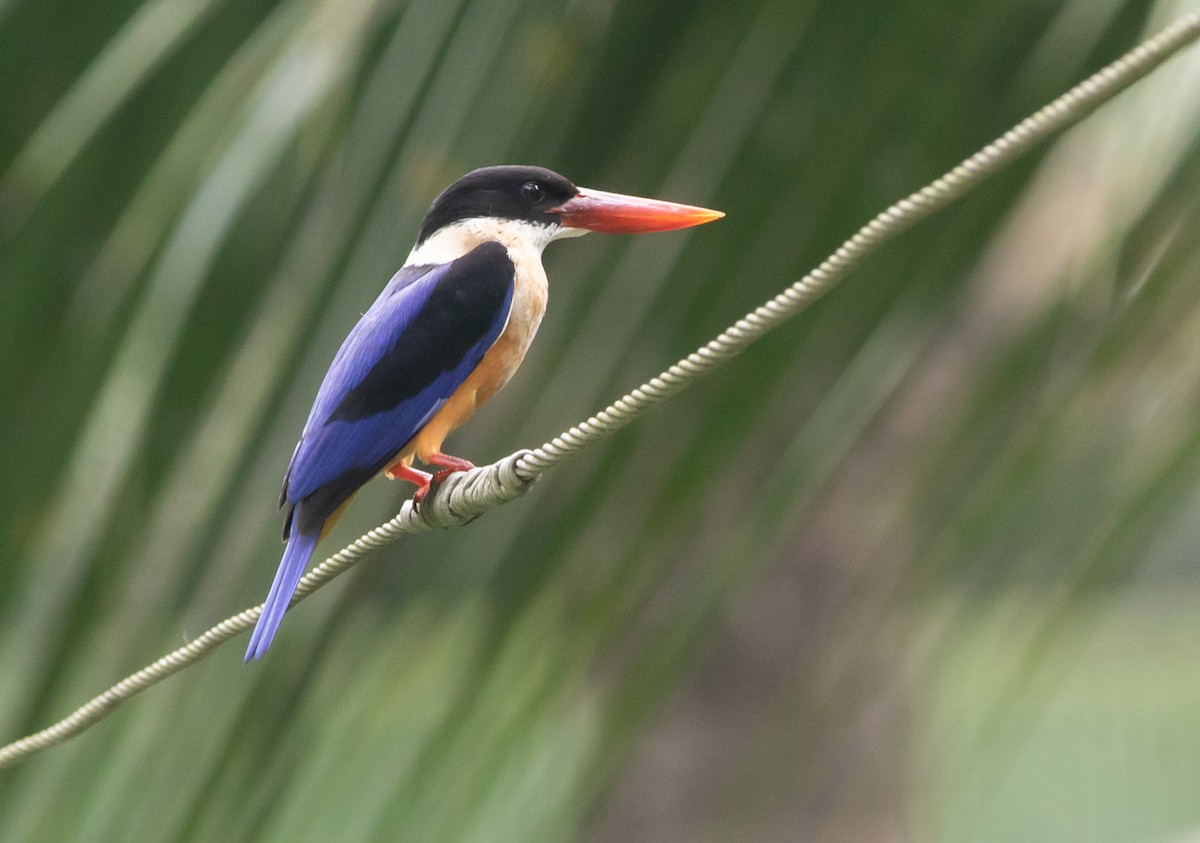 Black-capped Kingfisher - ML383048771