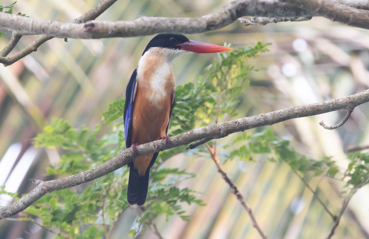 Black-capped Kingfisher - ML383048781