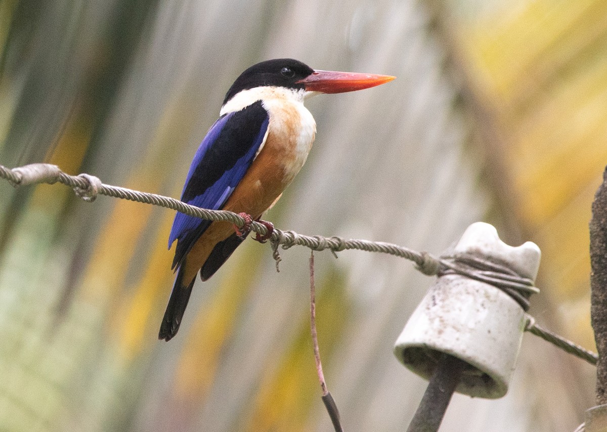 Black-capped Kingfisher - ML383048791