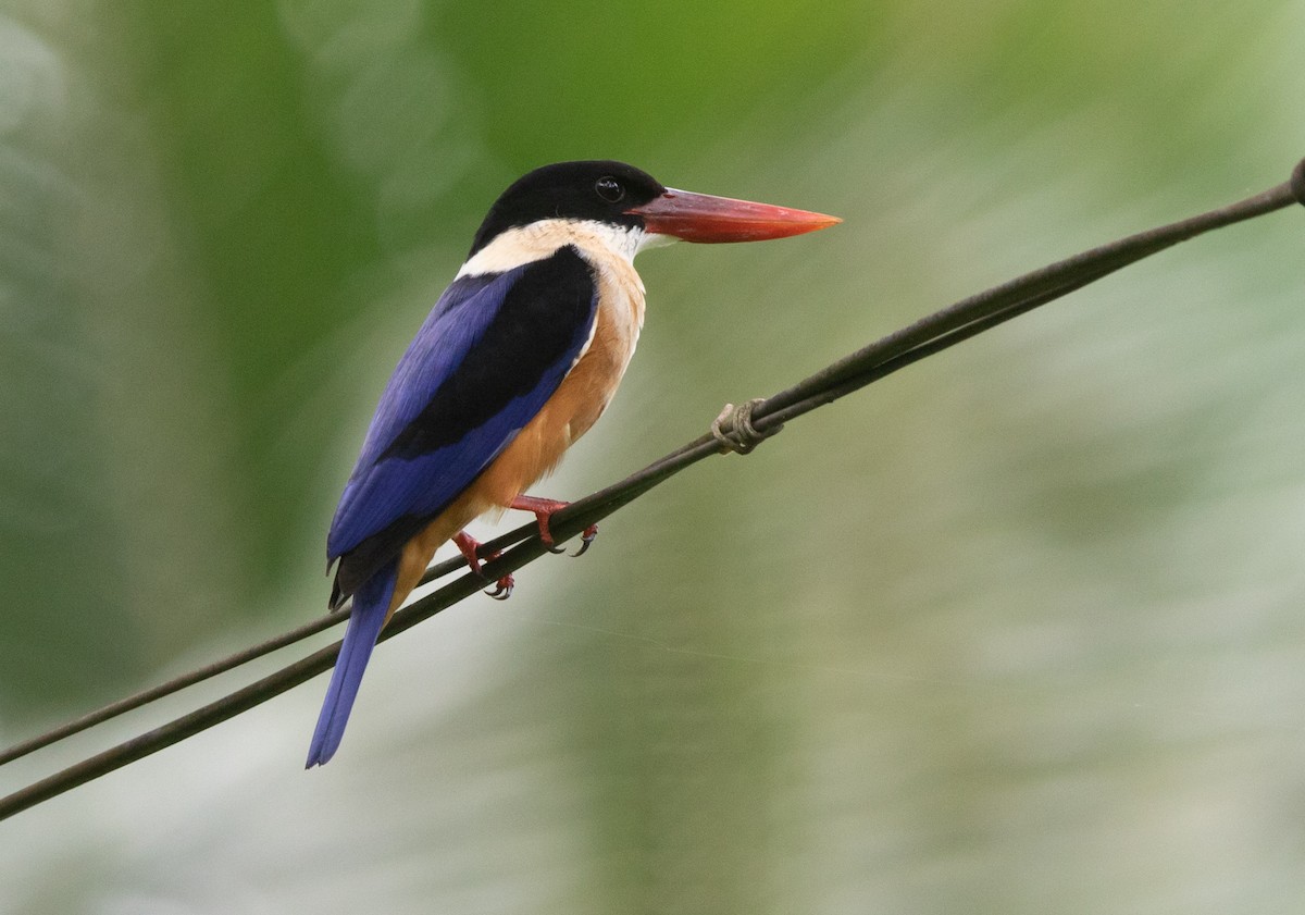 Black-capped Kingfisher - ML383048811