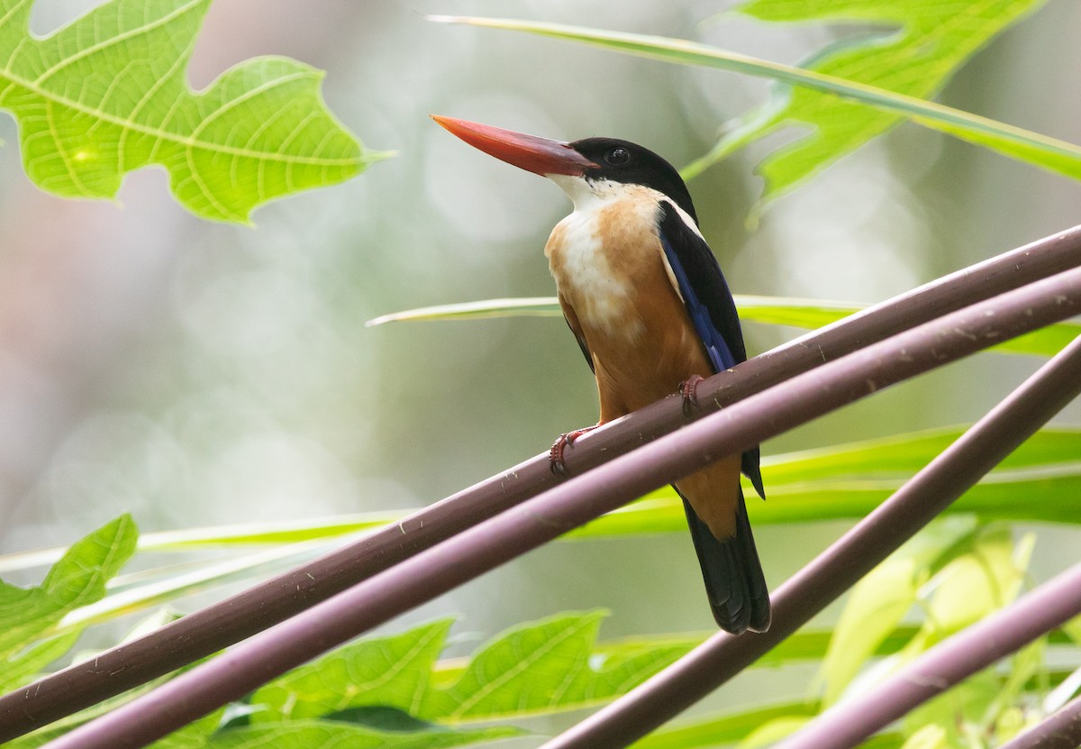 Black-capped Kingfisher - ML383048821