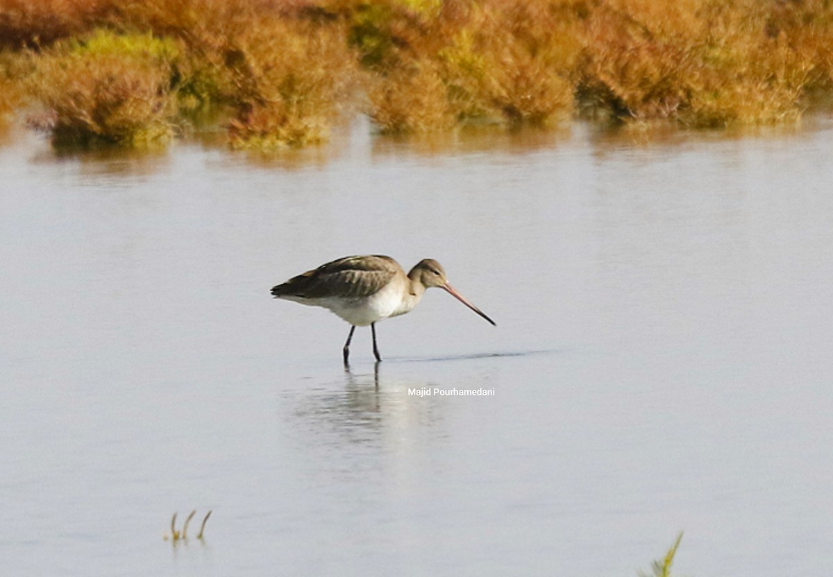 Black-tailed Godwit - ML383048921