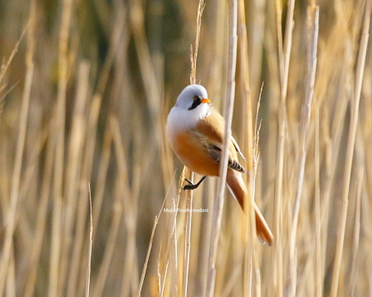 Bearded Reedling - ML383049111