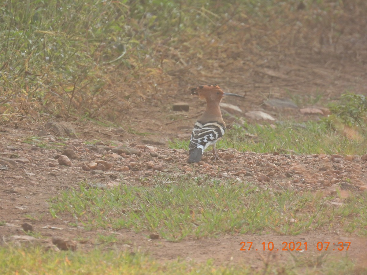 Eurasian Hoopoe - ML383049431