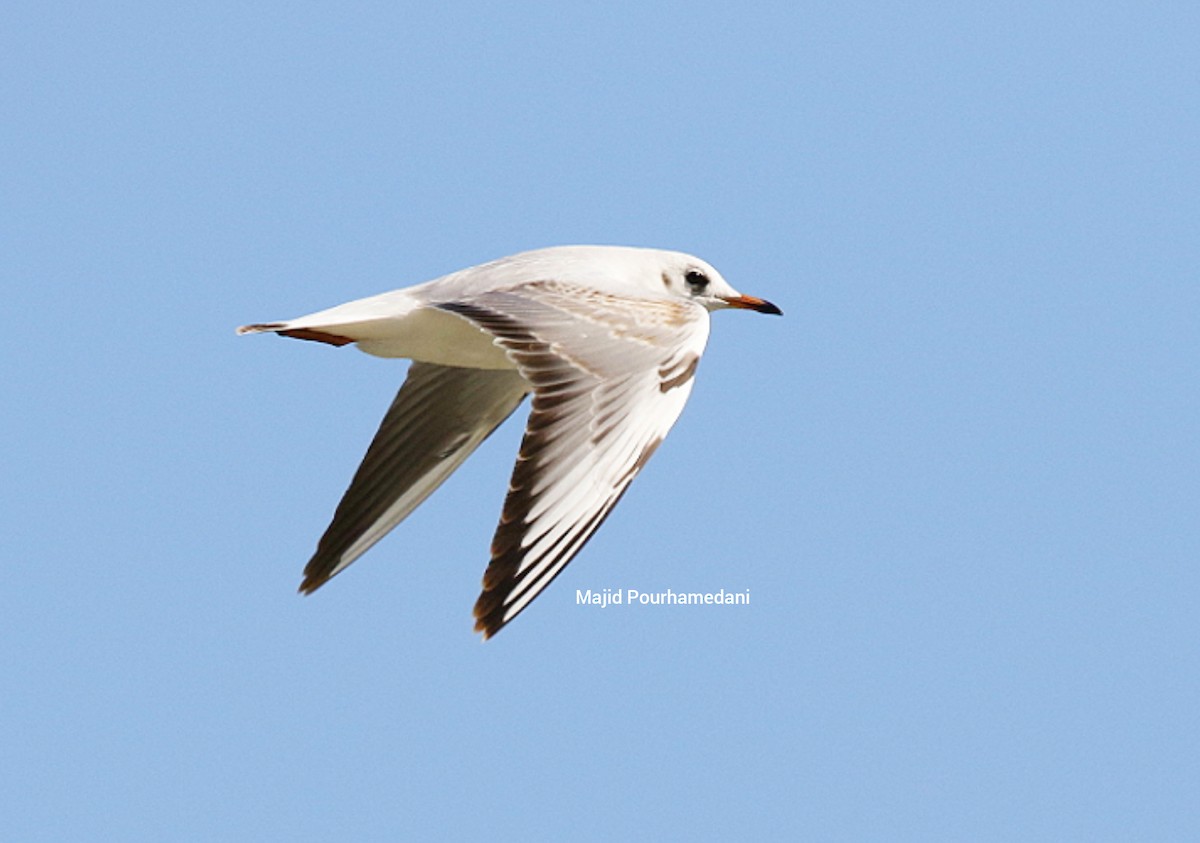 Black-headed Gull - ML383049491