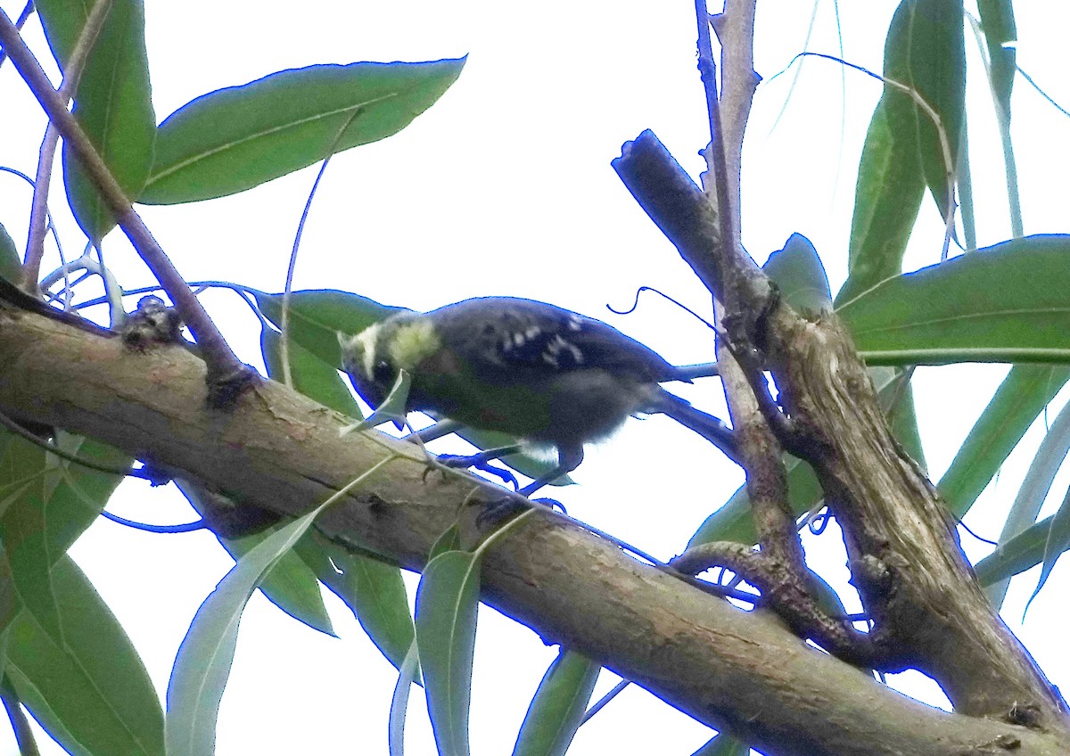 Indian Yellow Tit - Sakthi Chinnakannu