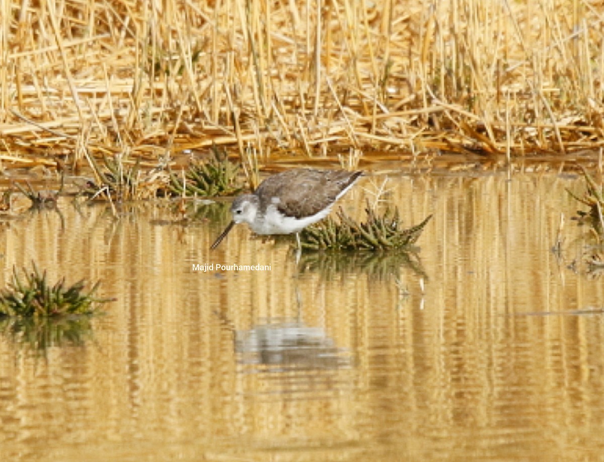 Marsh Sandpiper - ML383050301