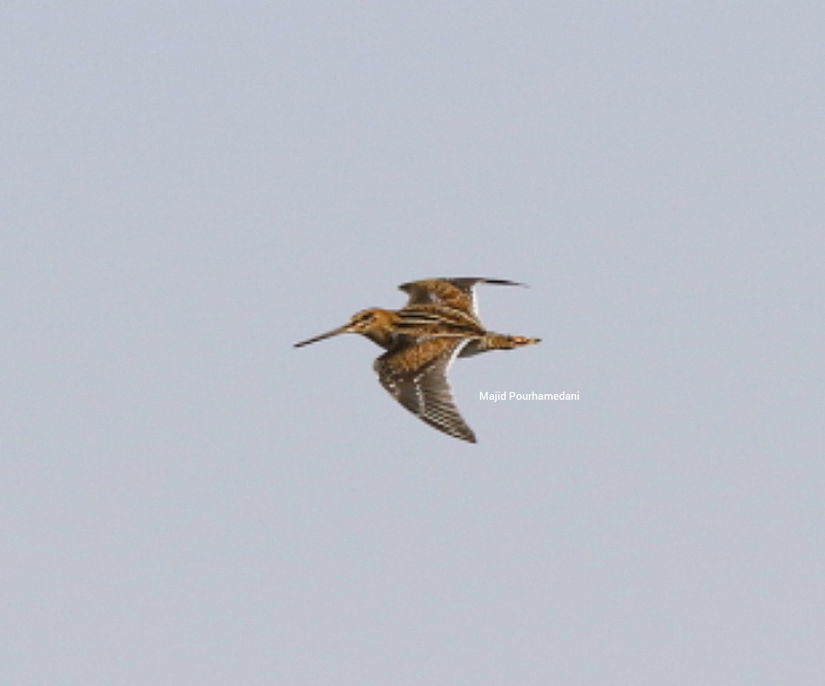 Common Snipe - ML383050381