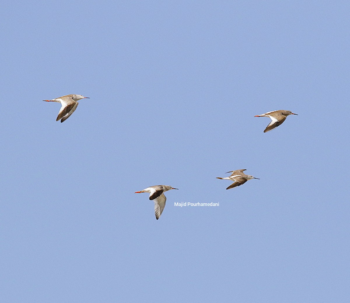 Common Redshank - Majid Pourhamedani