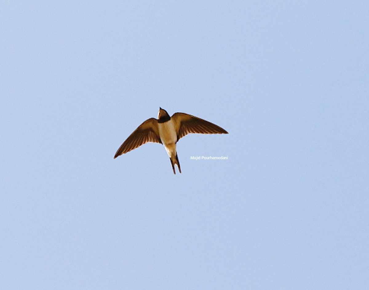 Barn Swallow - ML383050531