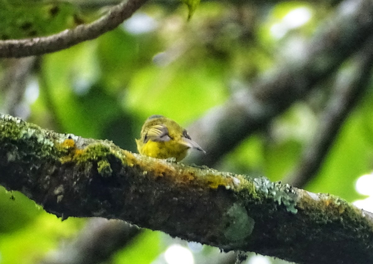 Gray-headed Canary-Flycatcher - Sakthi Chinnakannu