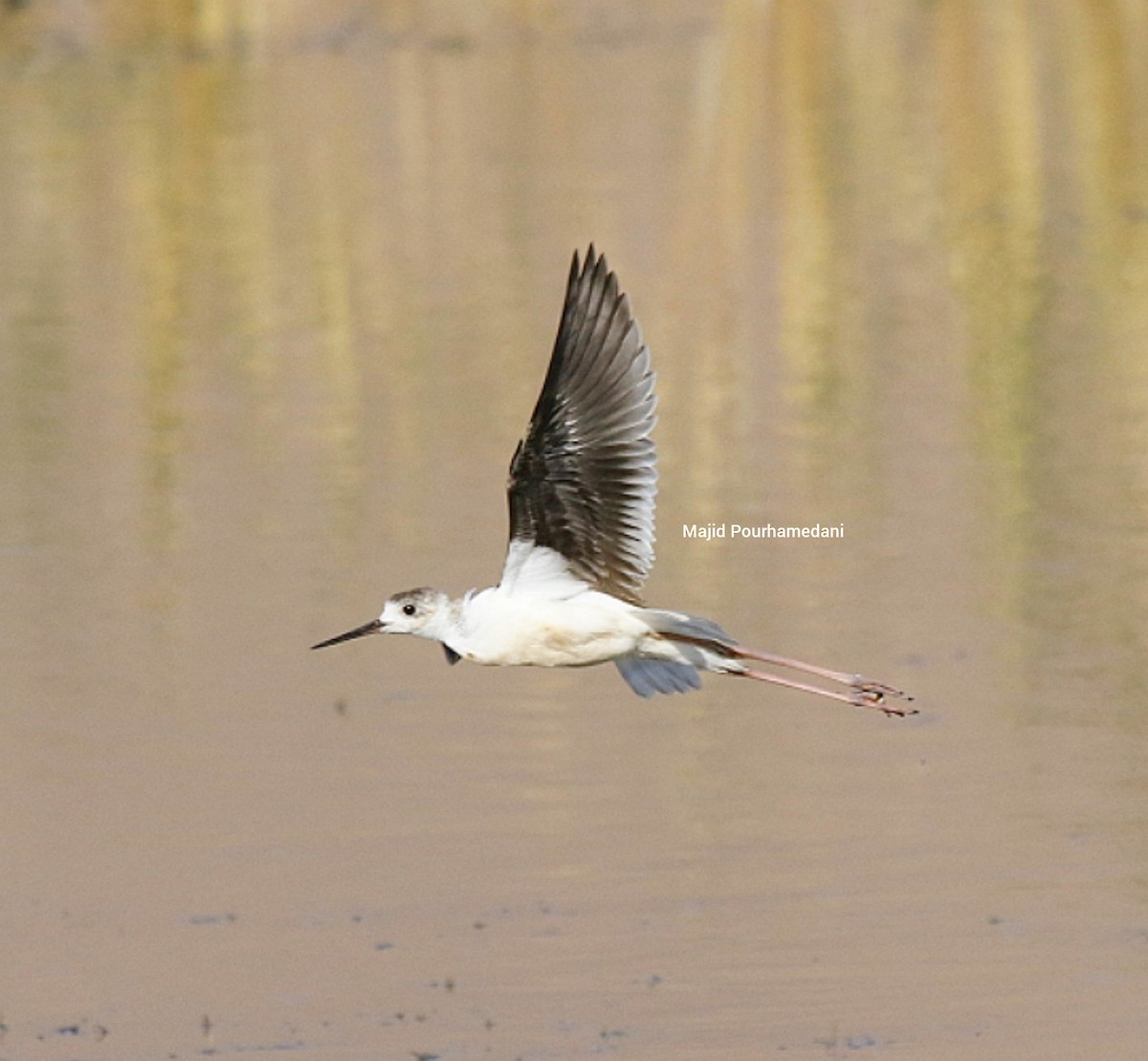 Black-winged Stilt - ML383051001