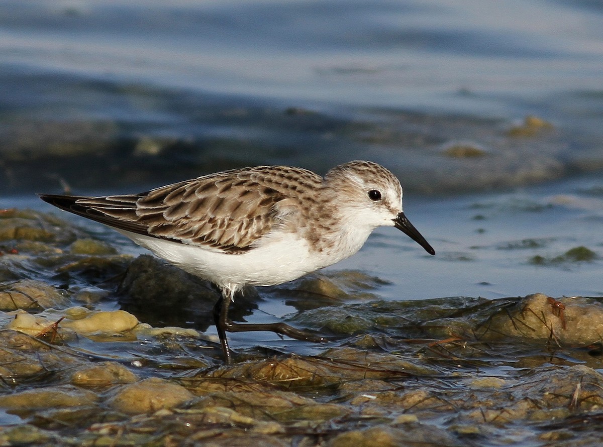 Zwergstrandläufer - ML383054811