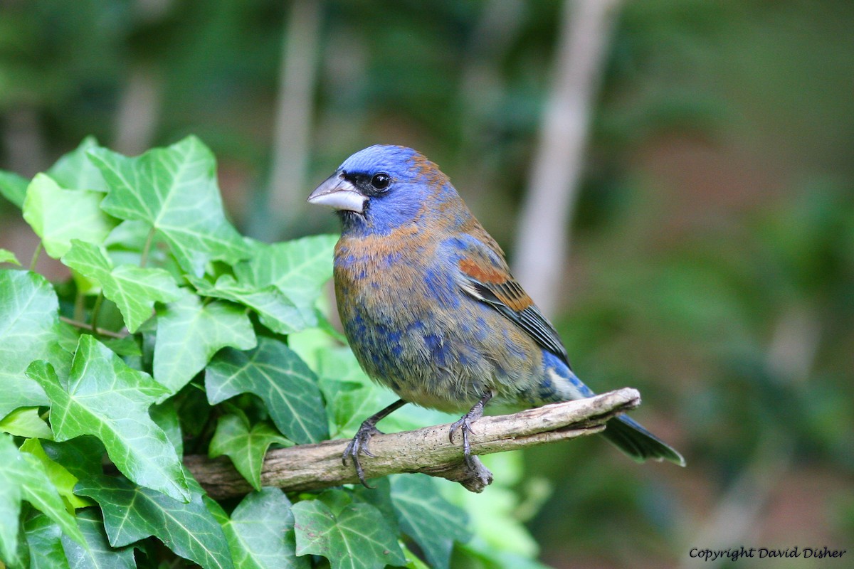 Blue Grosbeak - David Disher