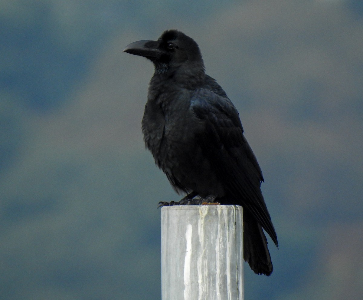 Large-billed Crow - ML383057261