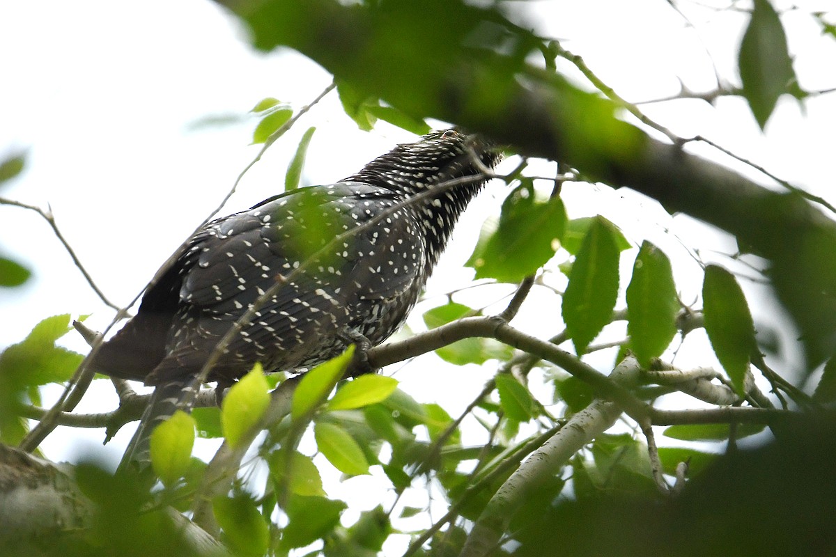 Asian Koel - peng su