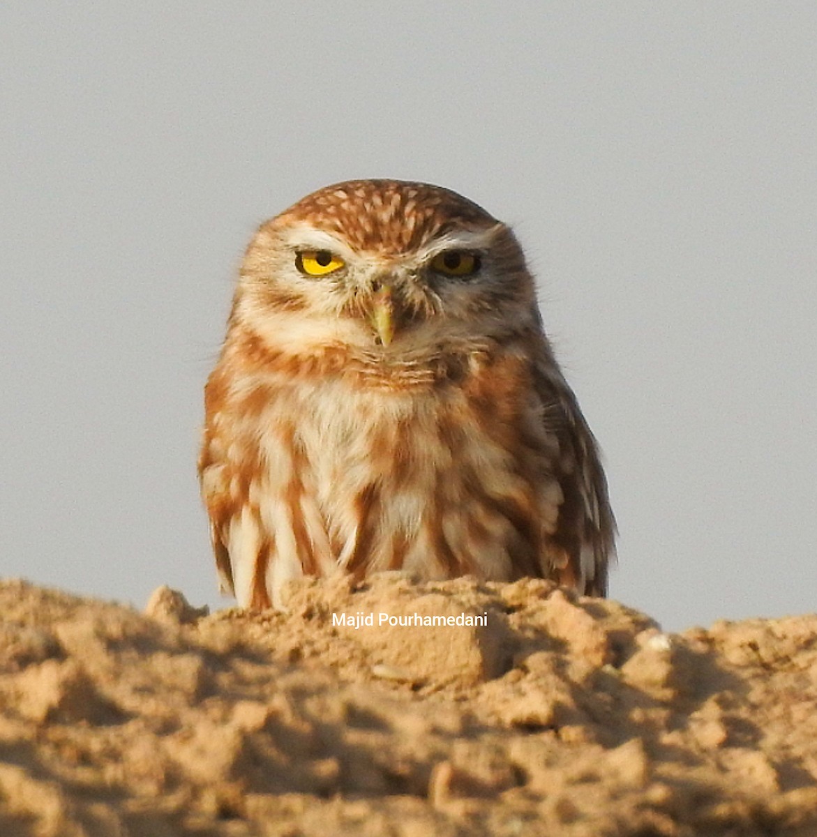 Little Owl - ML383059771