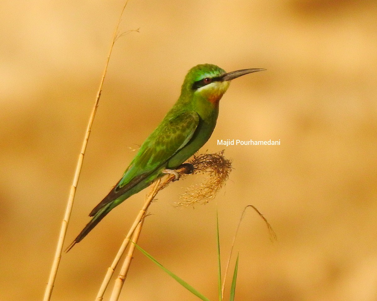 Blue-cheeked Bee-eater - ML383059791