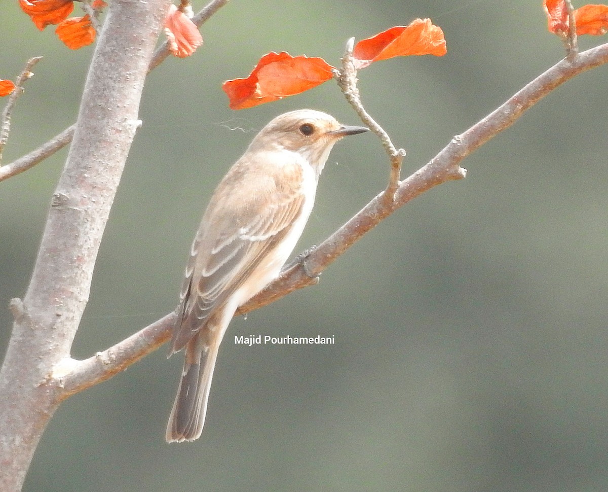 Spotted Flycatcher - ML383060021