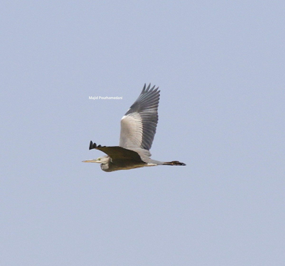 Gray Heron - ML383060371