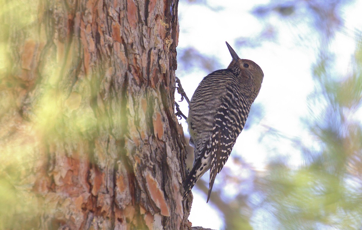 Williamson's Sapsucker - ML383060391