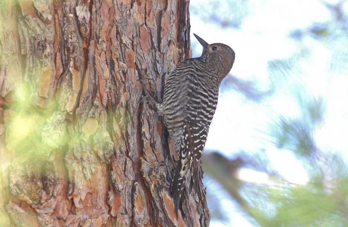 Williamson's Sapsucker - ML383060471