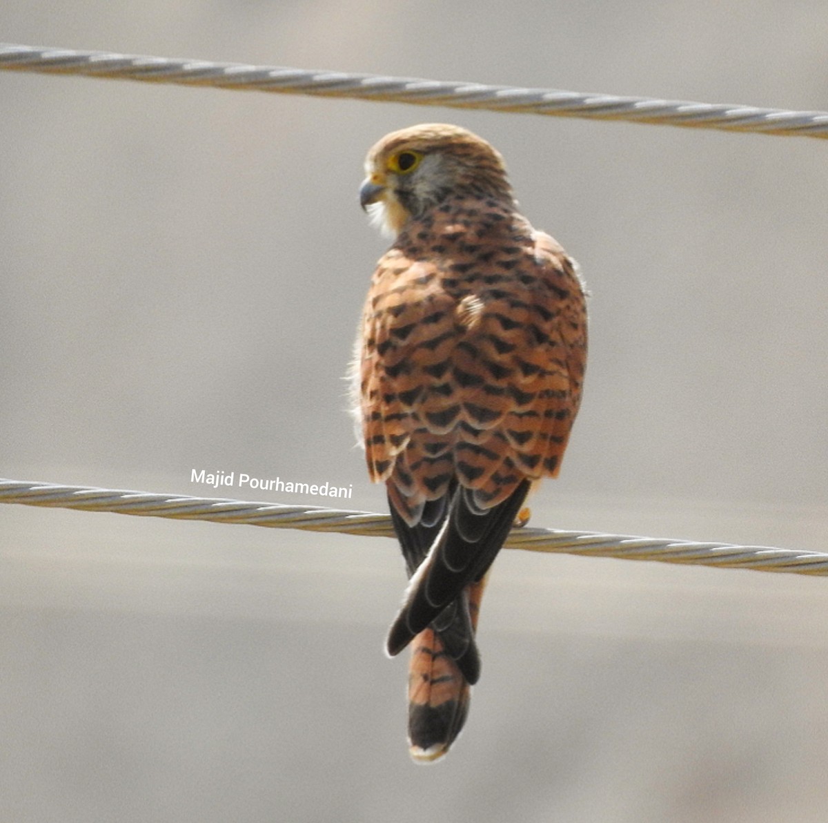 Eurasian Kestrel - ML383060771