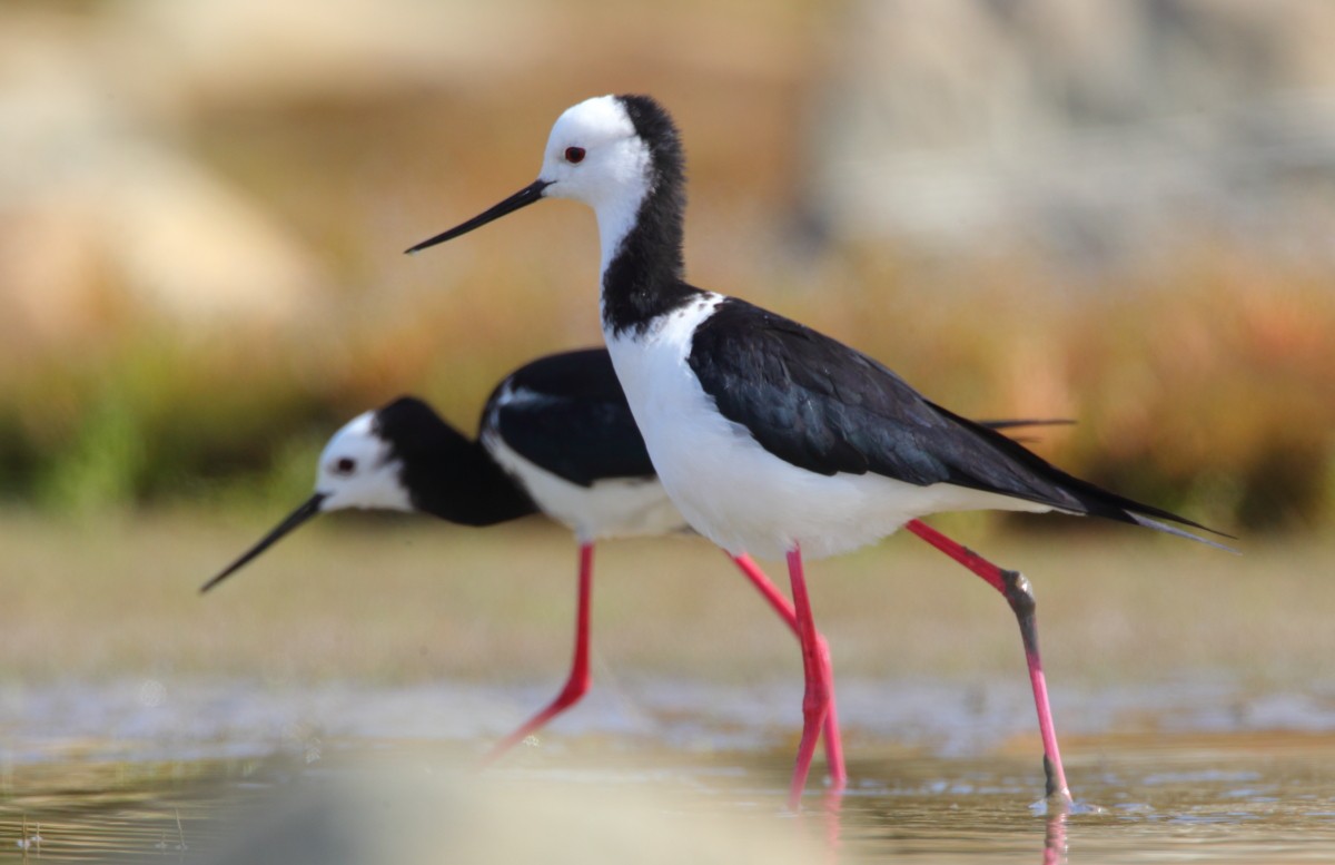 Pied Stilt - ML38306081