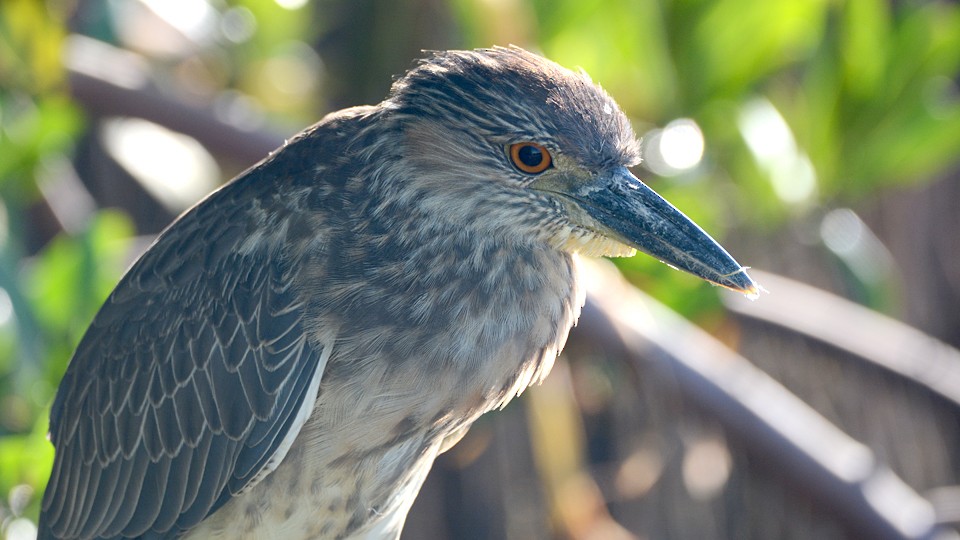 Yellow-crowned Night Heron - ML38306431